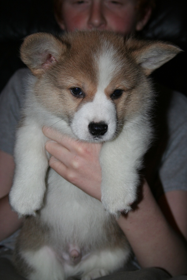 Puppies
